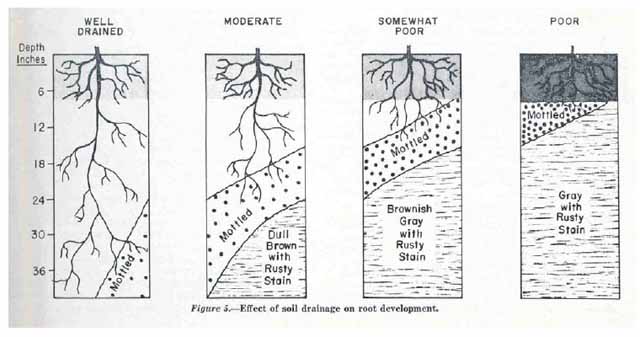 [Soil Drainage Classes based on soil color and the depth of mottling]