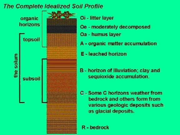 distinct soil horizon definition