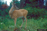 [White-tailed Deer Photo]