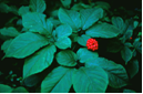 [American Ginseng]