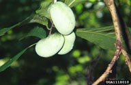 [PawPaw Fruit Photo]
