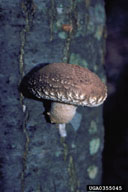 [Shiitake Mushroom Photo]